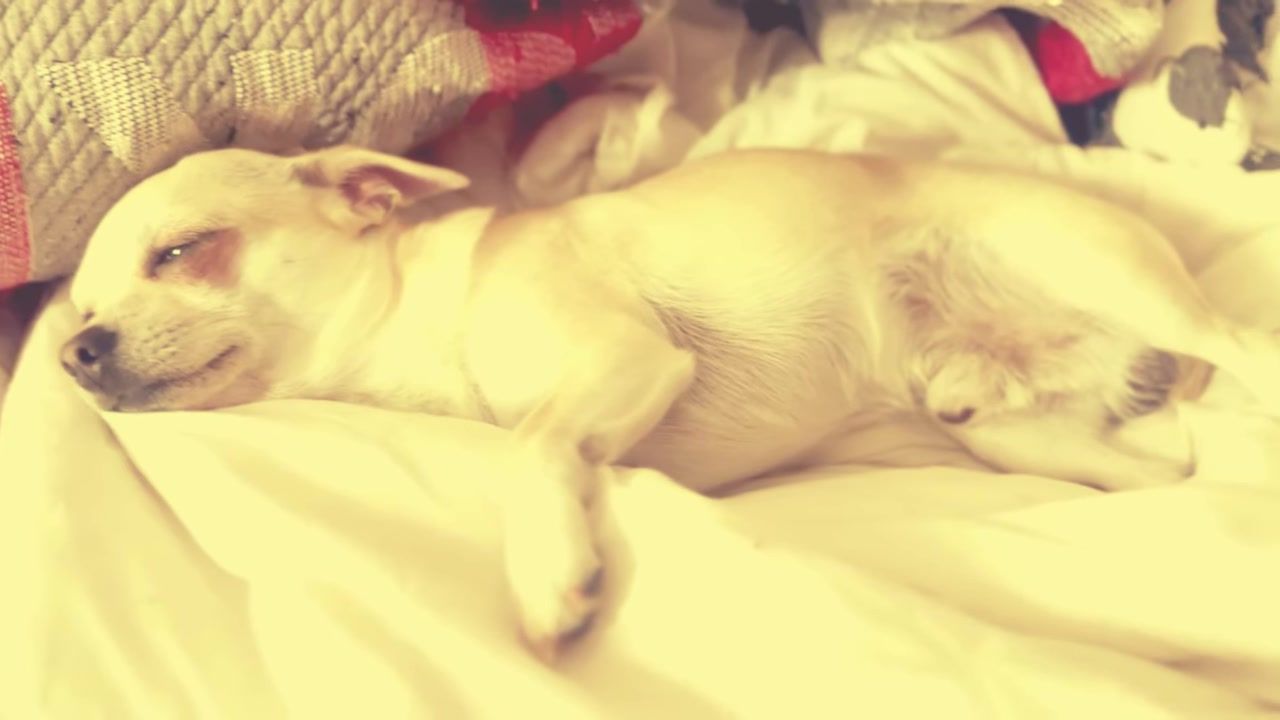 A lullaby for a little dog: "Limón" by Mike Sain't Louis is a thank-you note to a loyal companion