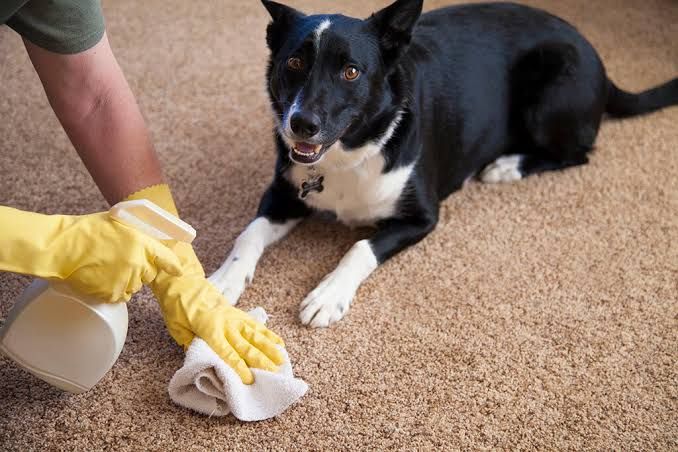 Best Pet Stain Carpet Cleaner for Removing Tough Stains, Neutralizing Odors, and Restoring Freshness to Carpets