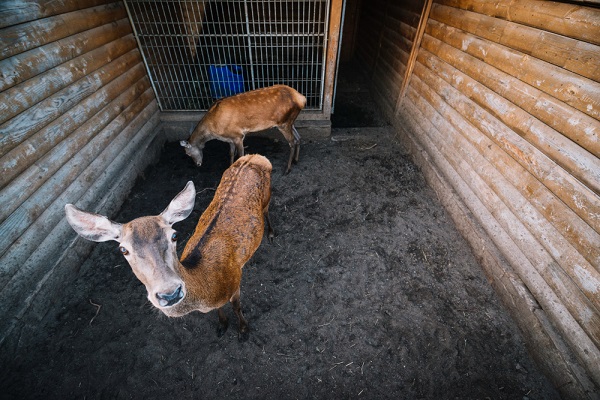 Essential Wildlife Control Expands Animal Control Norwalk CT Services to Meet Rising Wildlife Activity