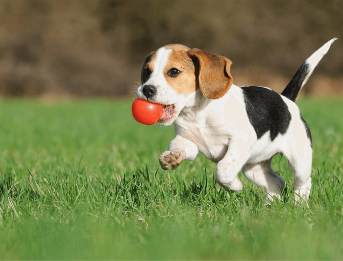 Hello Pets Inc Makes Dog Boarding Easier for North York Pet Owners