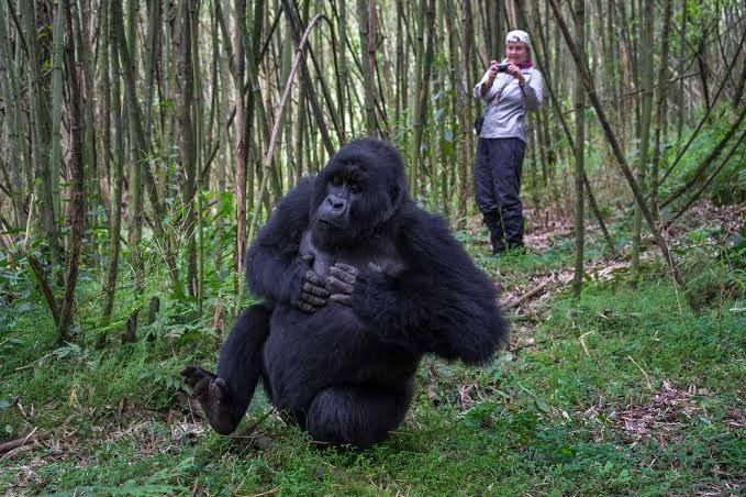 Gorilla trekking in Volcanoes National Park, Rwanda
