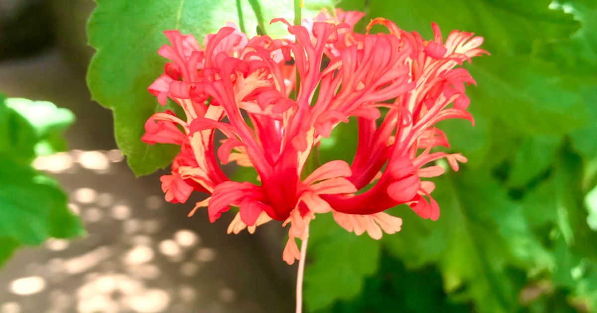 Macro photography of a rare Sri Lankan tropical flower by Prasanna Kumara Dissanayake
